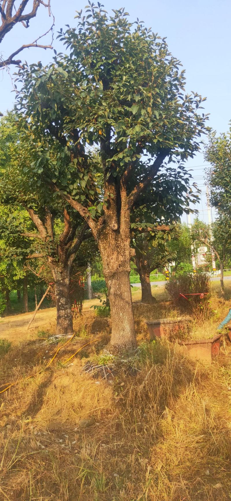 柿子树35公分