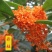 四季开花桂花树苗浓香型盆栽地栽植物室内外花卉好养阳台庭院