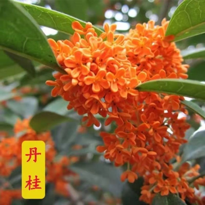 四季开花桂花树苗浓香型盆栽地栽植物室内外花卉好养阳台庭院