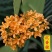四季开花桂花树苗浓香型盆栽地栽植物室内外花卉好养阳台庭院