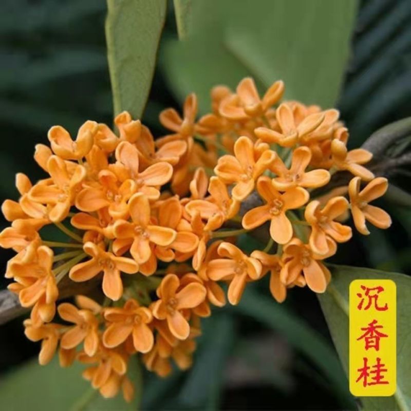 四季开花桂花树苗浓香型盆栽地栽植物室内外花卉好养阳台庭院