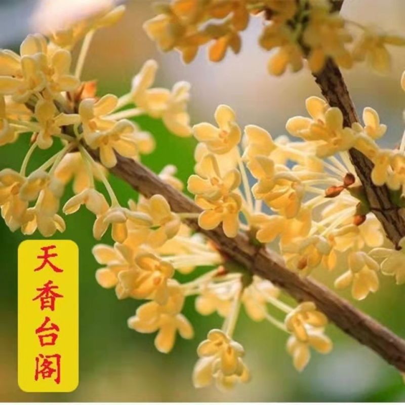 四季开花桂花树苗浓香型盆栽地栽植物室内外花卉好养阳台庭院