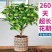 四季开花桂花树苗浓香型盆栽地栽植物室内外花卉好养阳台庭院