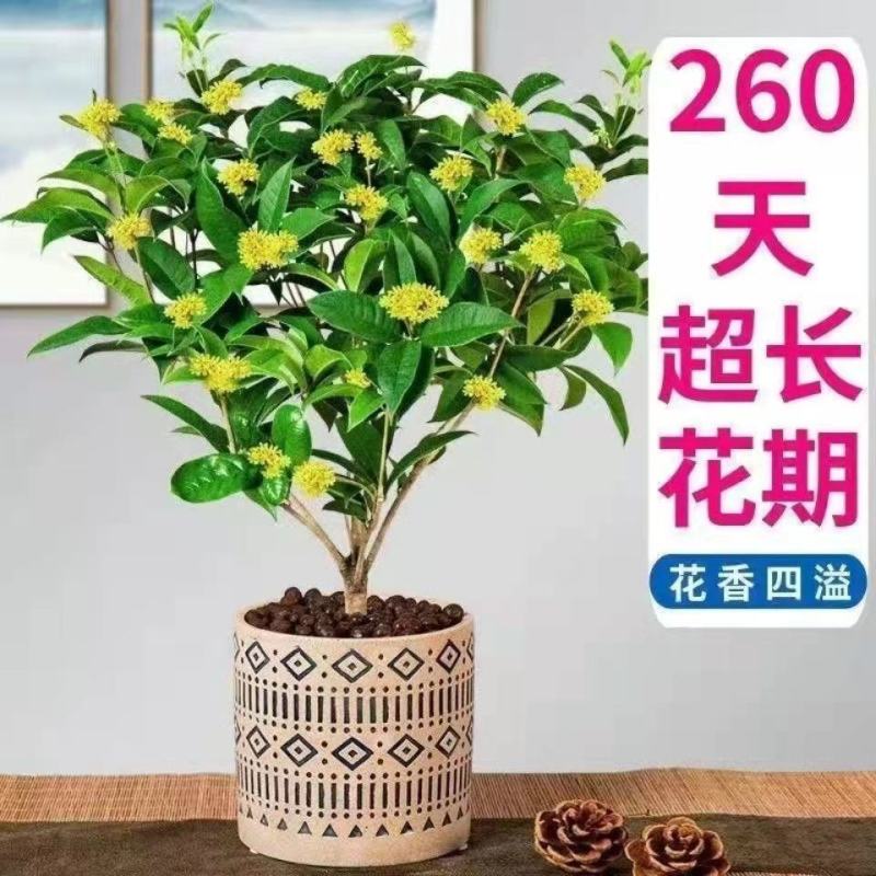 四季开花桂花树苗浓香型盆栽地栽植物室内外花卉好养阳台庭院
