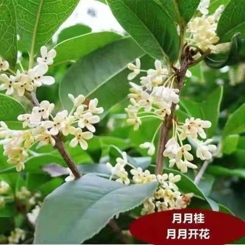 四季开花桂花树苗浓香型盆栽地栽植物室内外花卉好养阳台庭院