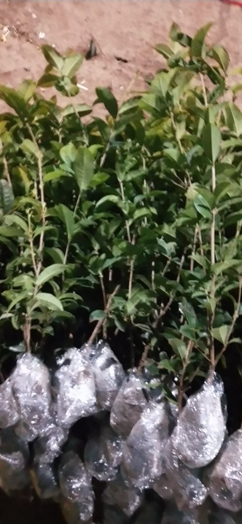 四季开花桂花树苗浓香型盆栽地栽植物室内外花卉好养阳台庭院