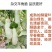 正宗酥蜜61薄皮甜瓜种子杂交一代香甜爽口灰白绿色甜瓜