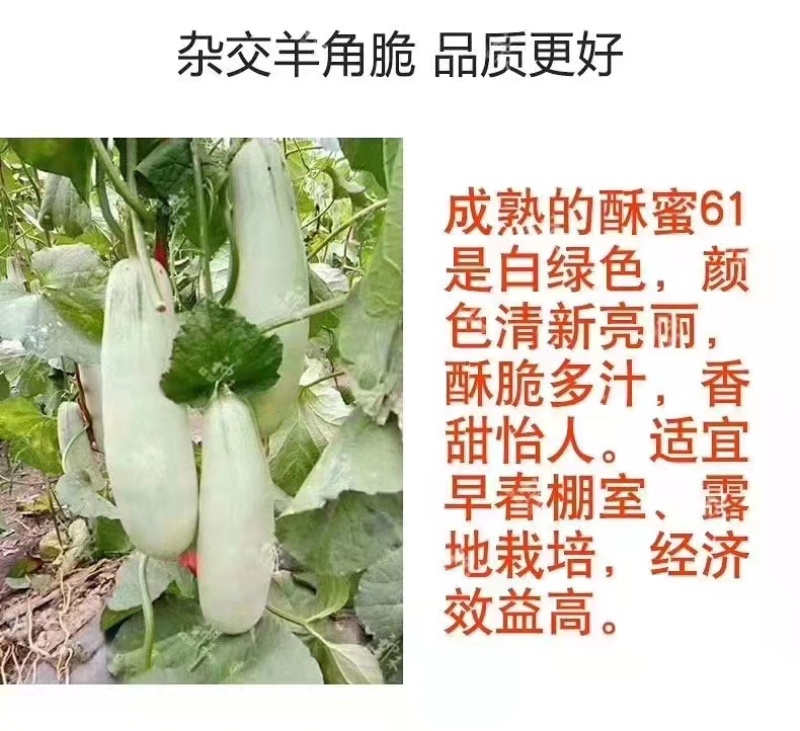 正宗酥蜜61薄皮甜瓜种子杂交一代香甜爽口灰白绿色甜瓜