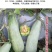 正宗酥蜜61薄皮甜瓜种子杂交一代香甜爽口灰白绿色甜瓜