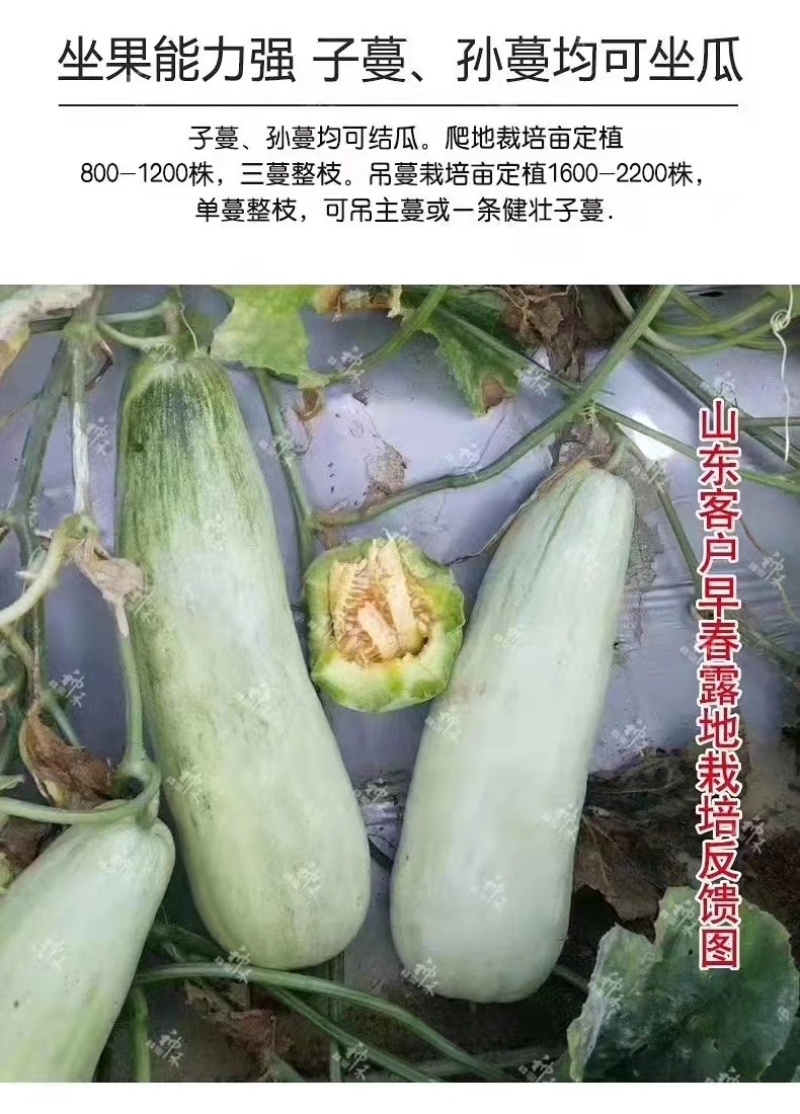 正宗酥蜜61薄皮甜瓜种子杂交一代香甜爽口灰白绿色甜瓜