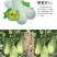 正宗酥蜜61薄皮甜瓜种子杂交一代香甜爽口灰白绿色甜瓜