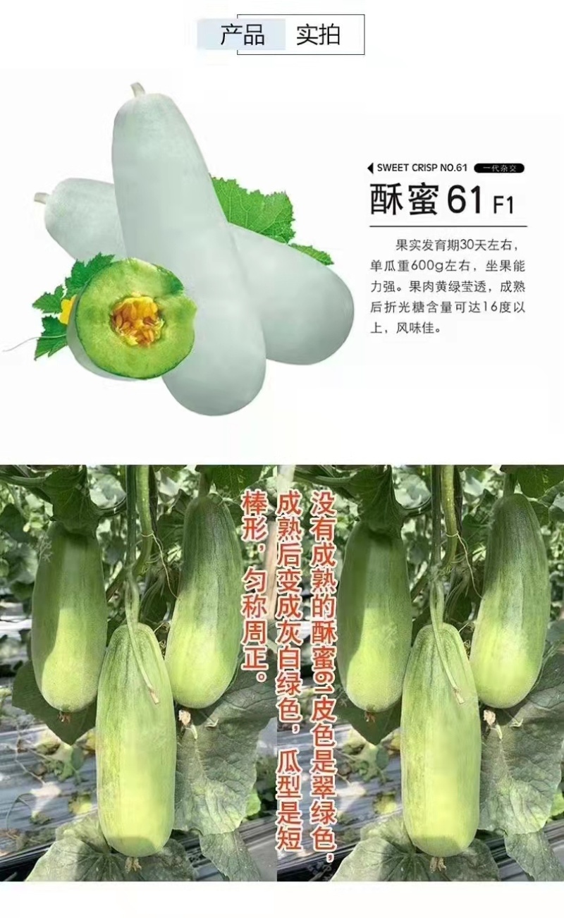 正宗酥蜜61薄皮甜瓜种子杂交一代香甜爽口灰白绿色甜瓜
