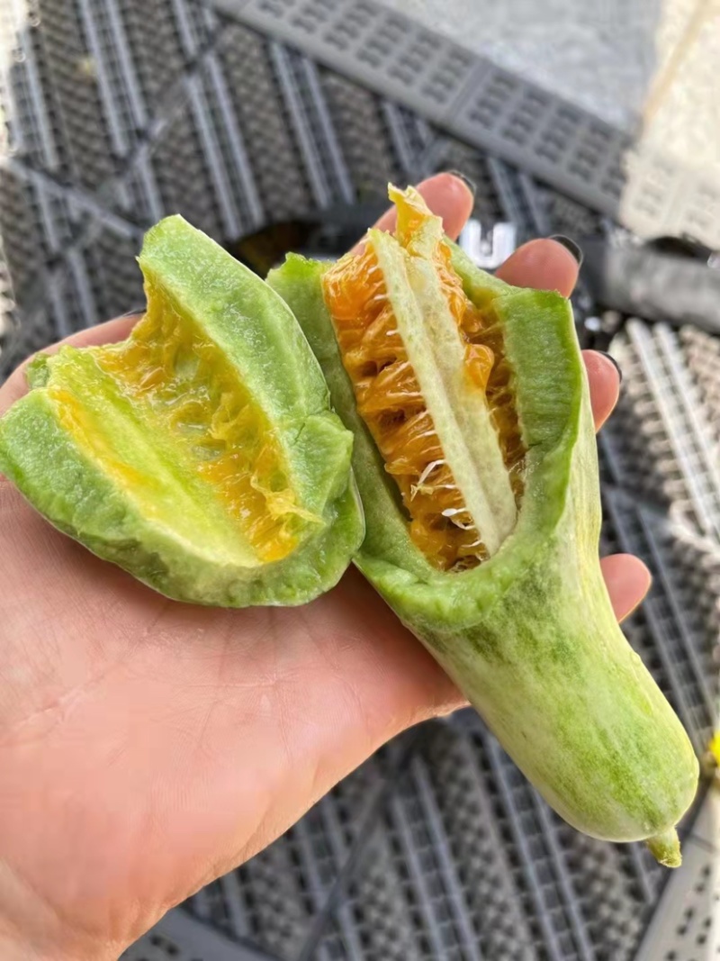正宗酥蜜61薄皮甜瓜种子杂交一代香甜爽口灰白绿色甜瓜