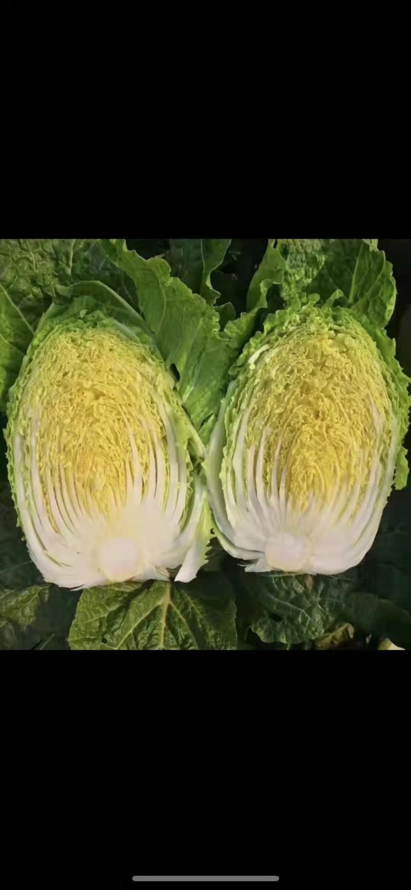 本地有大量白菜，产地直销，保证质量，诚信经营，合作共赢