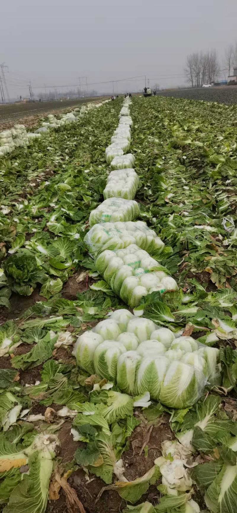 本地有大量白菜，产地直销，保证质量，诚信经营，合作共赢