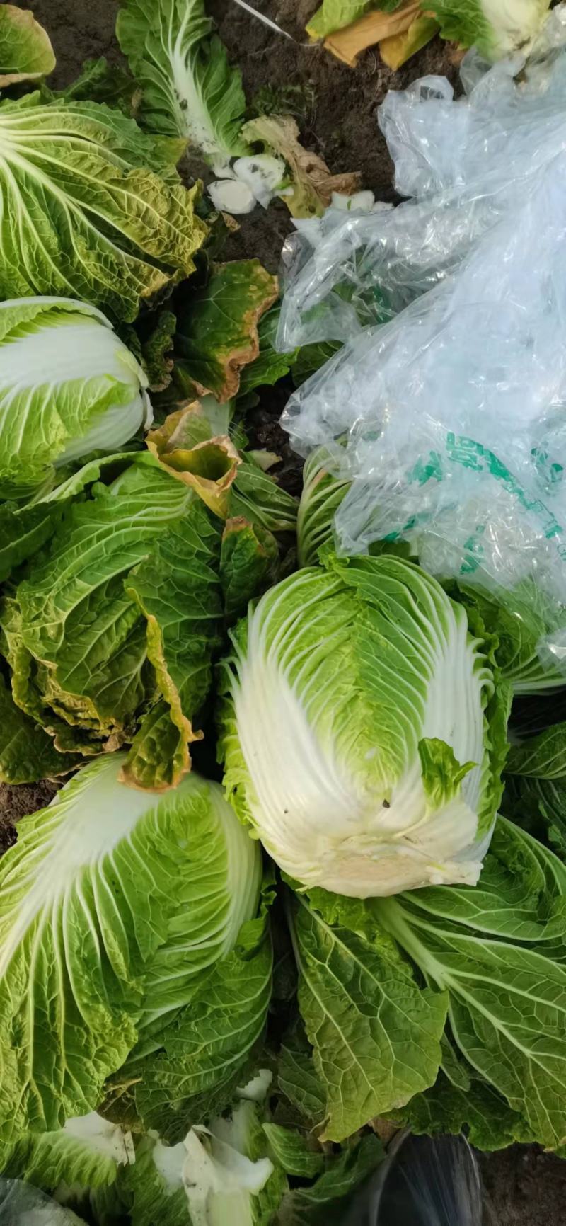 本地有大量白菜，产地直销，保证质量，诚信经营，合作共赢