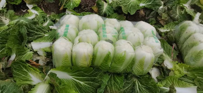 本地有大量白菜，产地直销，保证质量，诚信经营，合作共赢