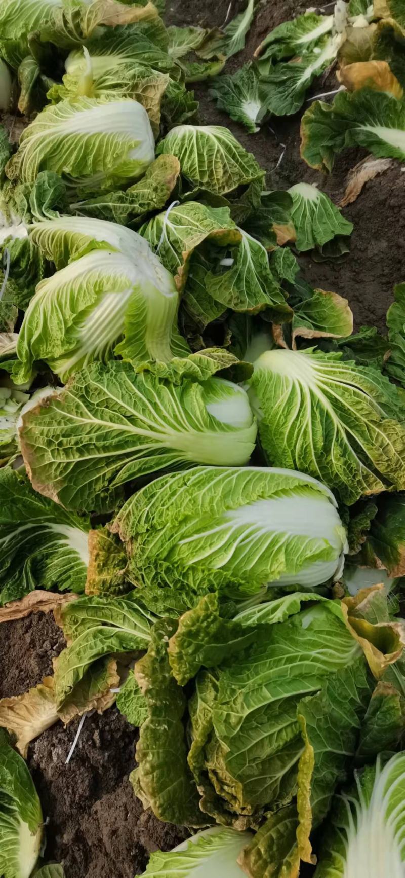 本地有大量白菜，产地直销，保证质量，诚信经营，合作共赢