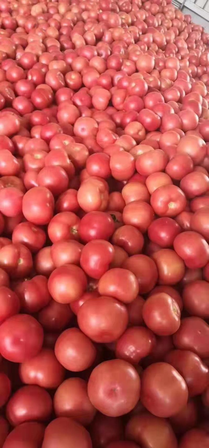 硬粉西红柿，果型好弧三以上，个头大小均匀，欢迎前来选购！