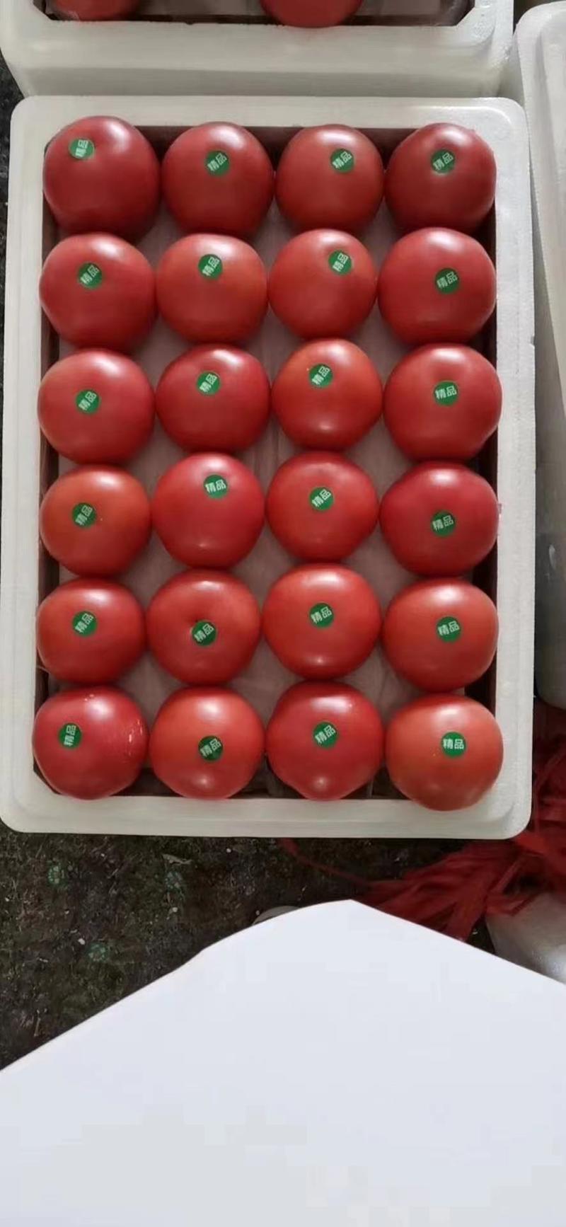 硬粉西红柿，果型好弧三以上，个头大小均匀，欢迎前来选购！