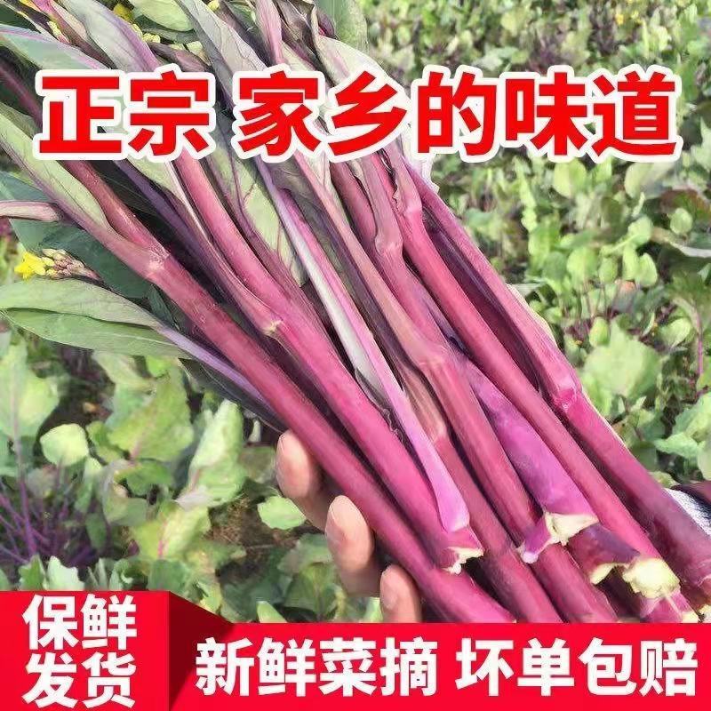 红菜苔产地直销支持视频看货打款发货欢迎订购