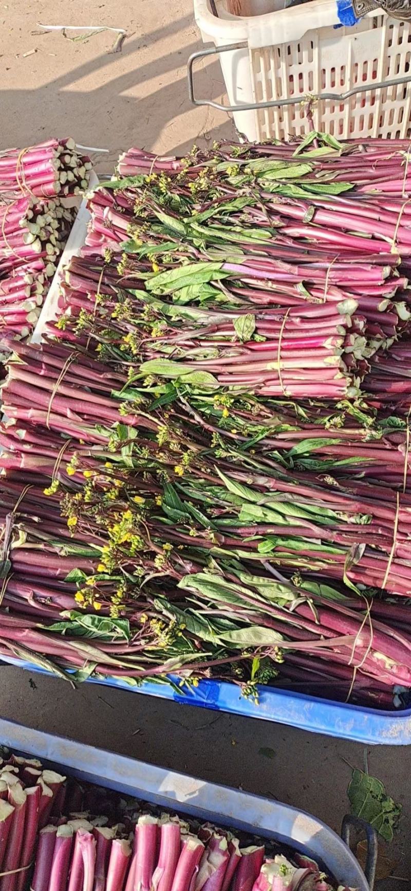 红菜苔产地直销支持视频看货打款发货欢迎订购