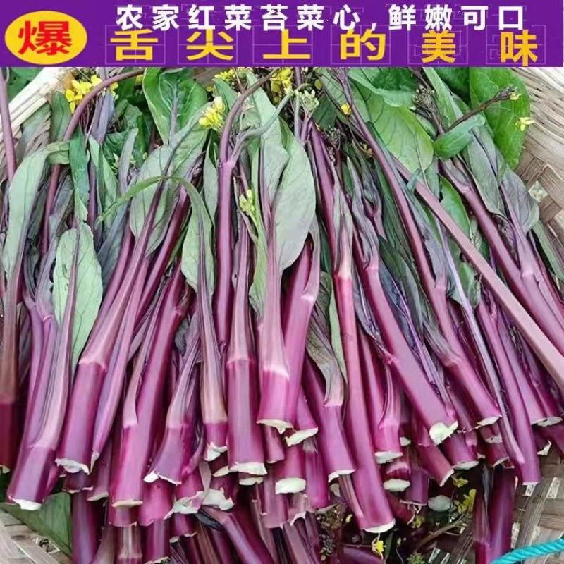 红菜苔产地直销支持视频看货打款发货欢迎订购