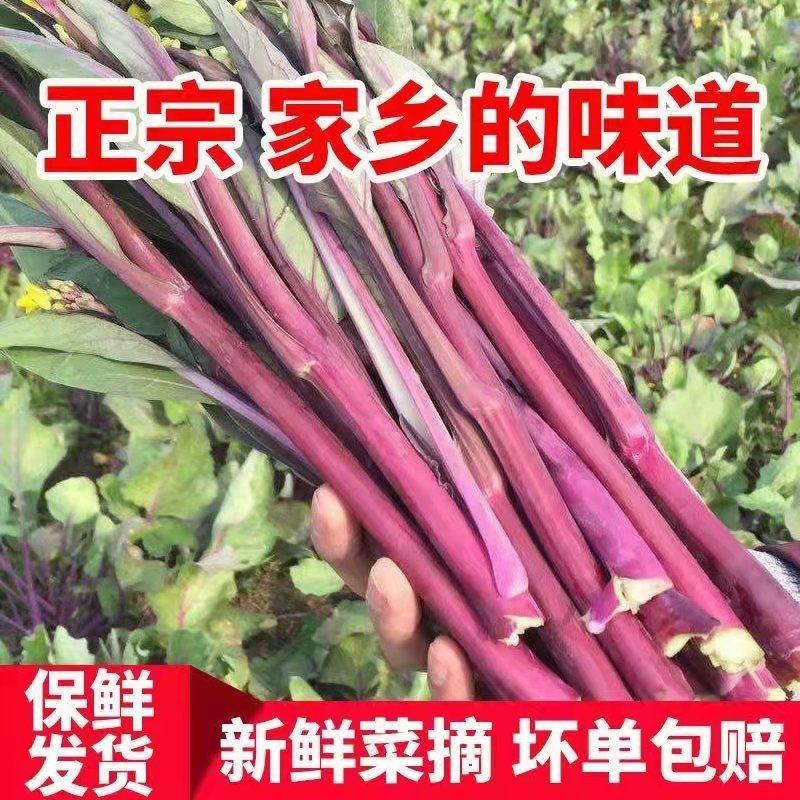 红菜苔产地直销支持视频看货打款发货欢迎订购