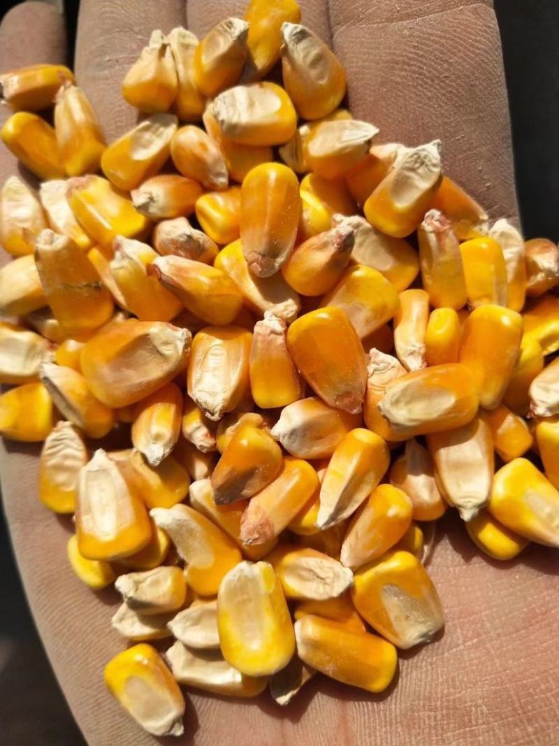 吉林玉米棒，玉米粒，大量供应，水分低，容重高，保质保量