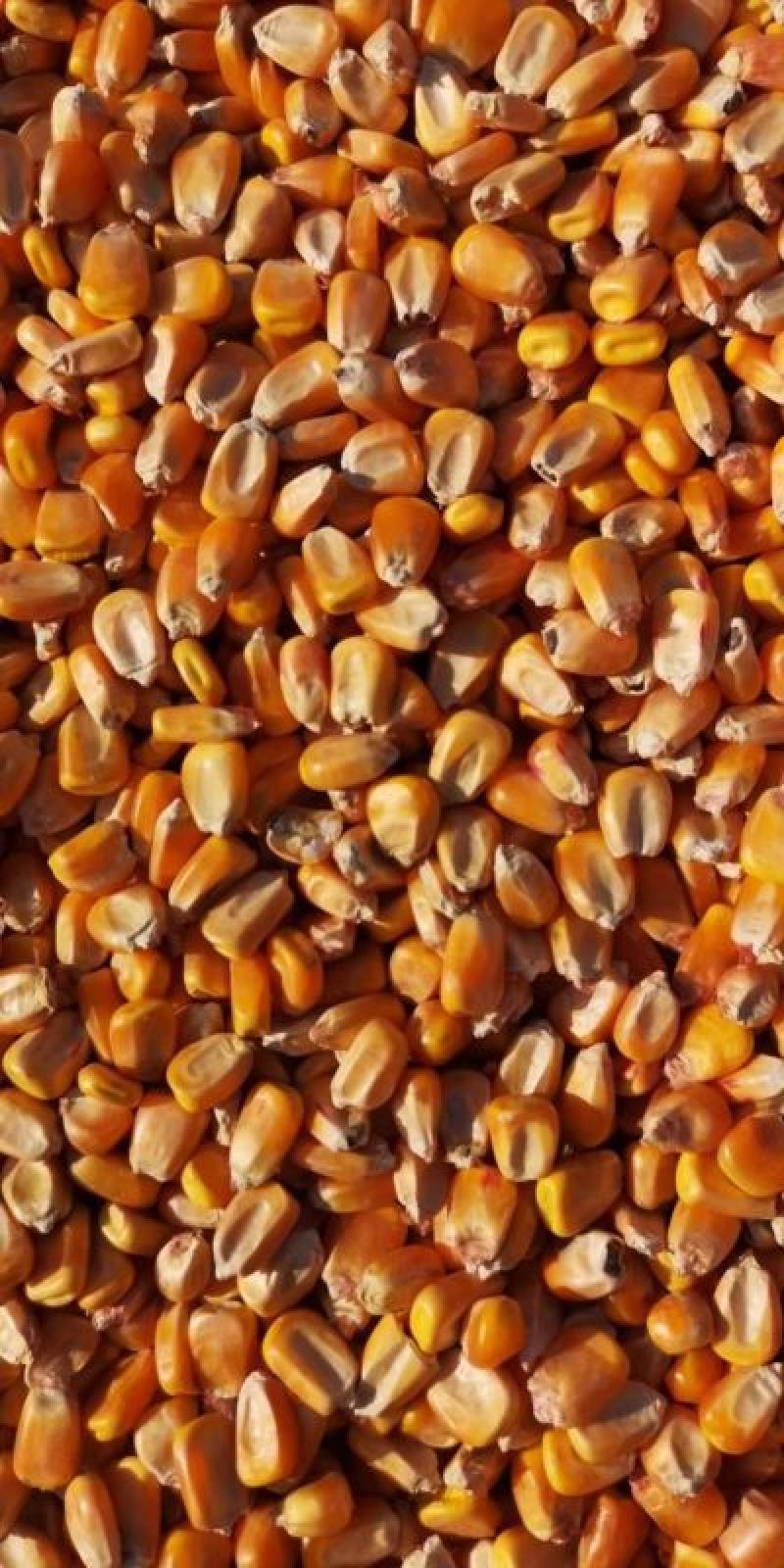 吉林玉米棒，玉米粒，大量供应，水分低，容重高，保质保量