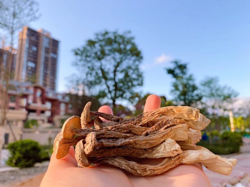 鹿茸菇脆嫩可煲汤，煮面，焖炒！营养美味