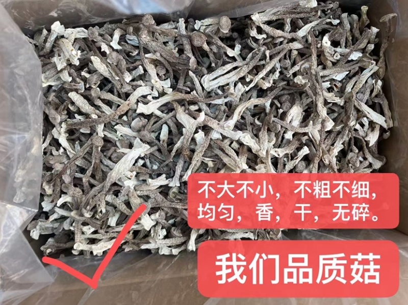 鹿茸菇脆嫩可煲汤，煮面，焖炒！营养美味