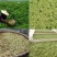 金银花苗高产药用金银花苗/15天不开花