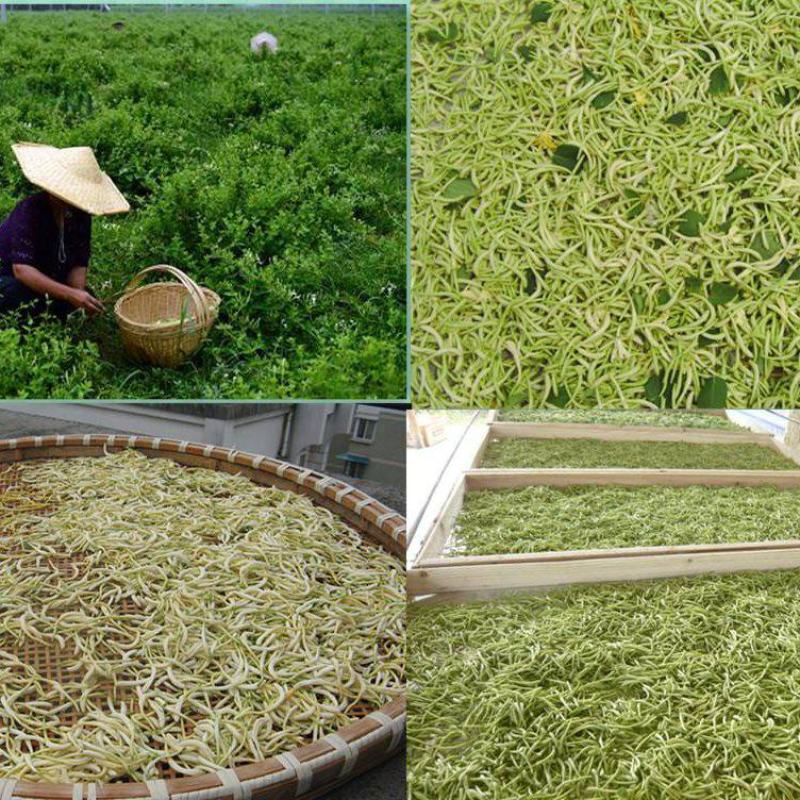 金银花苗高产药用金银花苗/15天不开花