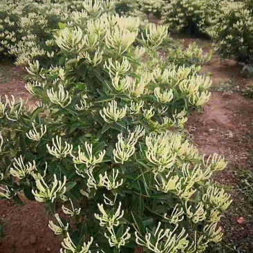 金银花苗/高产北花金银/金银花苗1-3年生/15天不开花