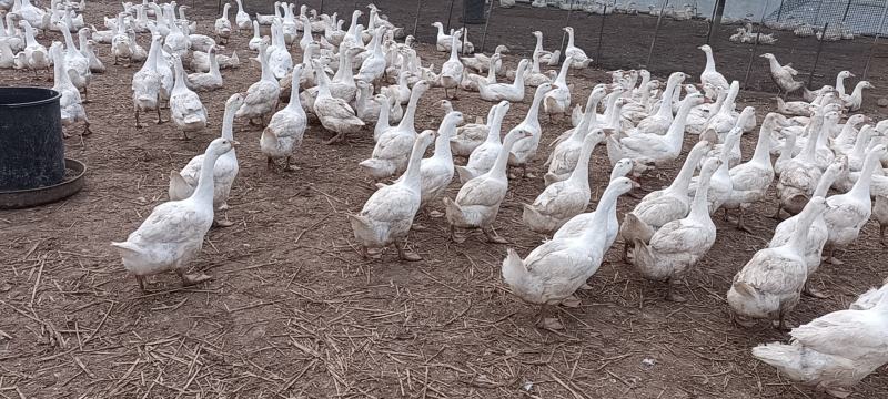 子鹅均重8.5斤以上