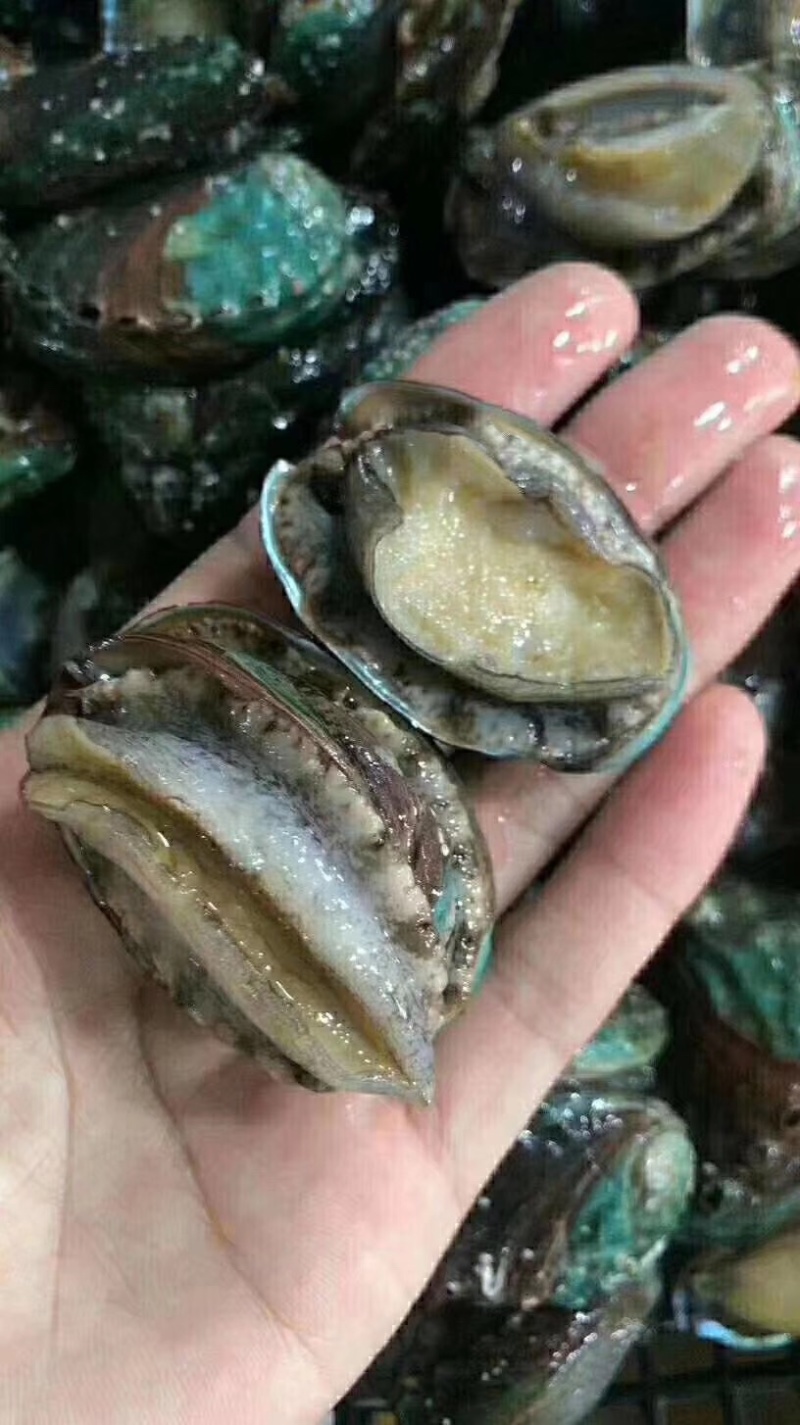 鲜活鲍鱼活鲍鱼7.5斤左右/件饭店专用