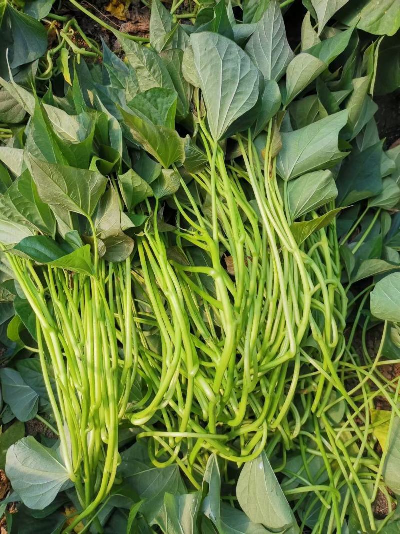 平度西瓜红大田蔓！西瓜红原种脱毒薯苗25~35cm