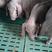 太湖原种母猪，自繁自养，耐粗料，三头全国包邮