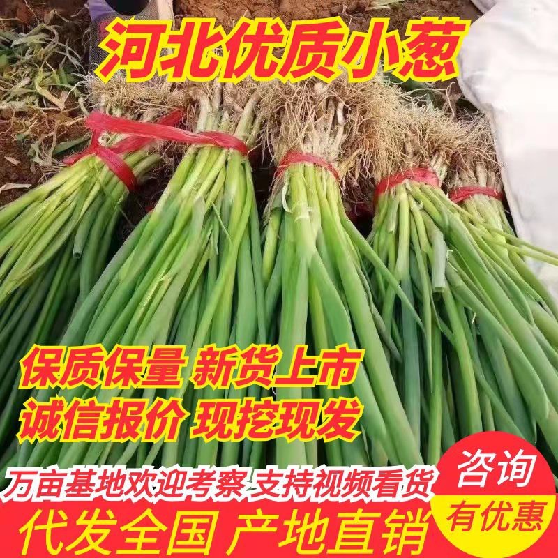 小葱一手货源产地直销自己家的好说话，没有中间商