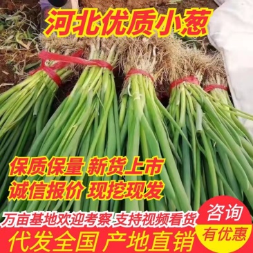小葱一手货源产地直销自己家的好说话，没有中间商
