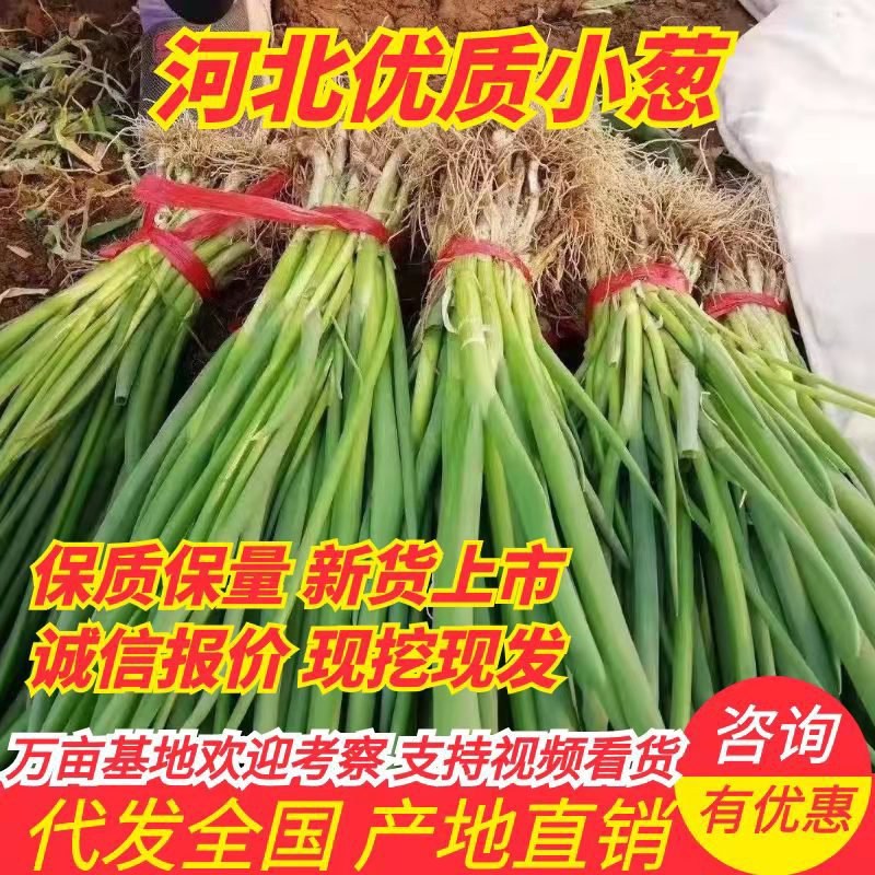 小葱一手货源产地直销自己家的好说话，没有中间商