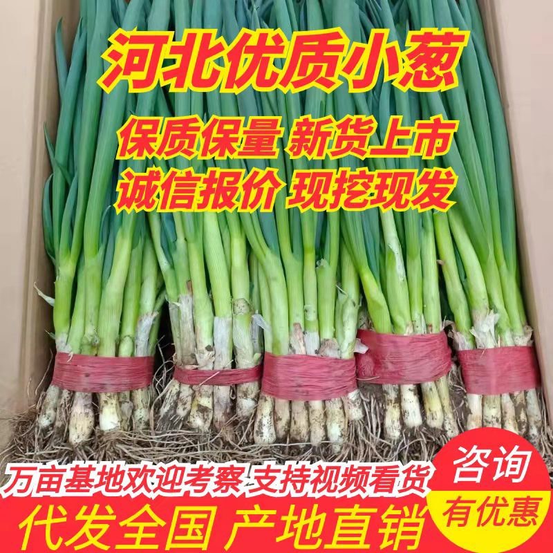 小葱，李谢小葱，开始了，两千多亩，一手货源，基地直发，
