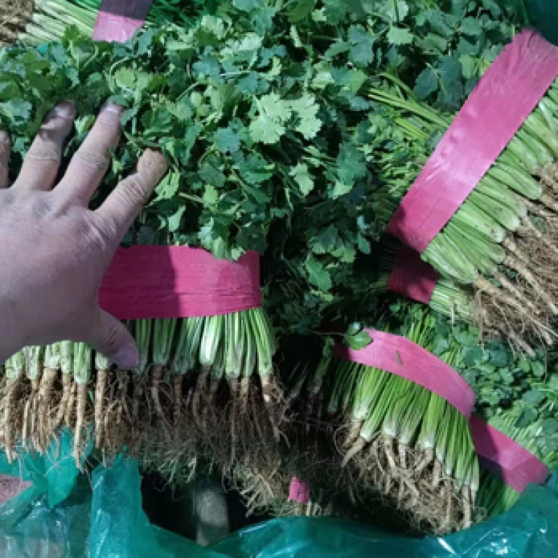 《香菜芫荽》大量供应产地批发货源充足代发全国