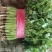 《香菜芫荽》大量供应产地批发货源充足代发全国