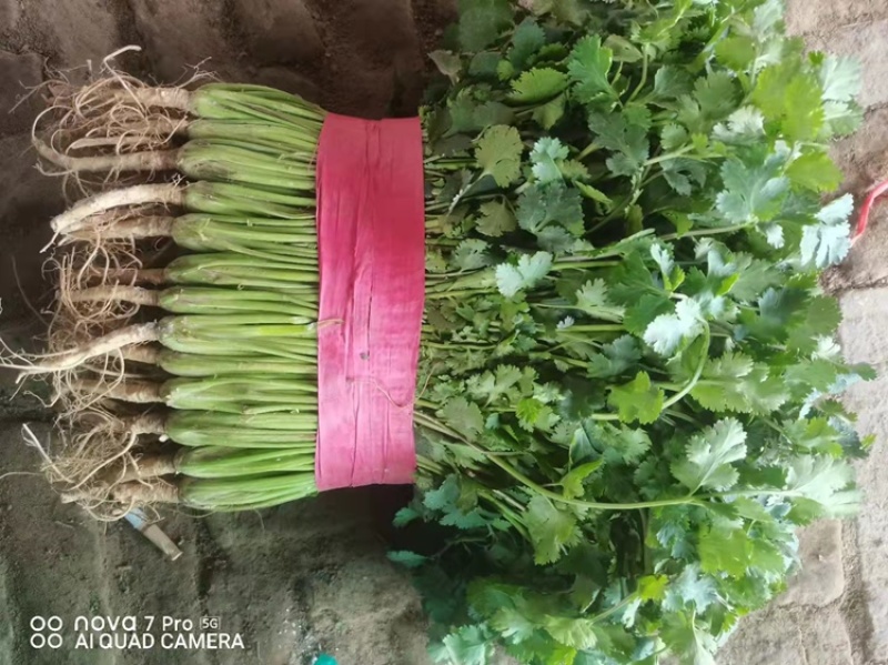 《香菜芫荽》大量供应产地批发货源充足代发全国