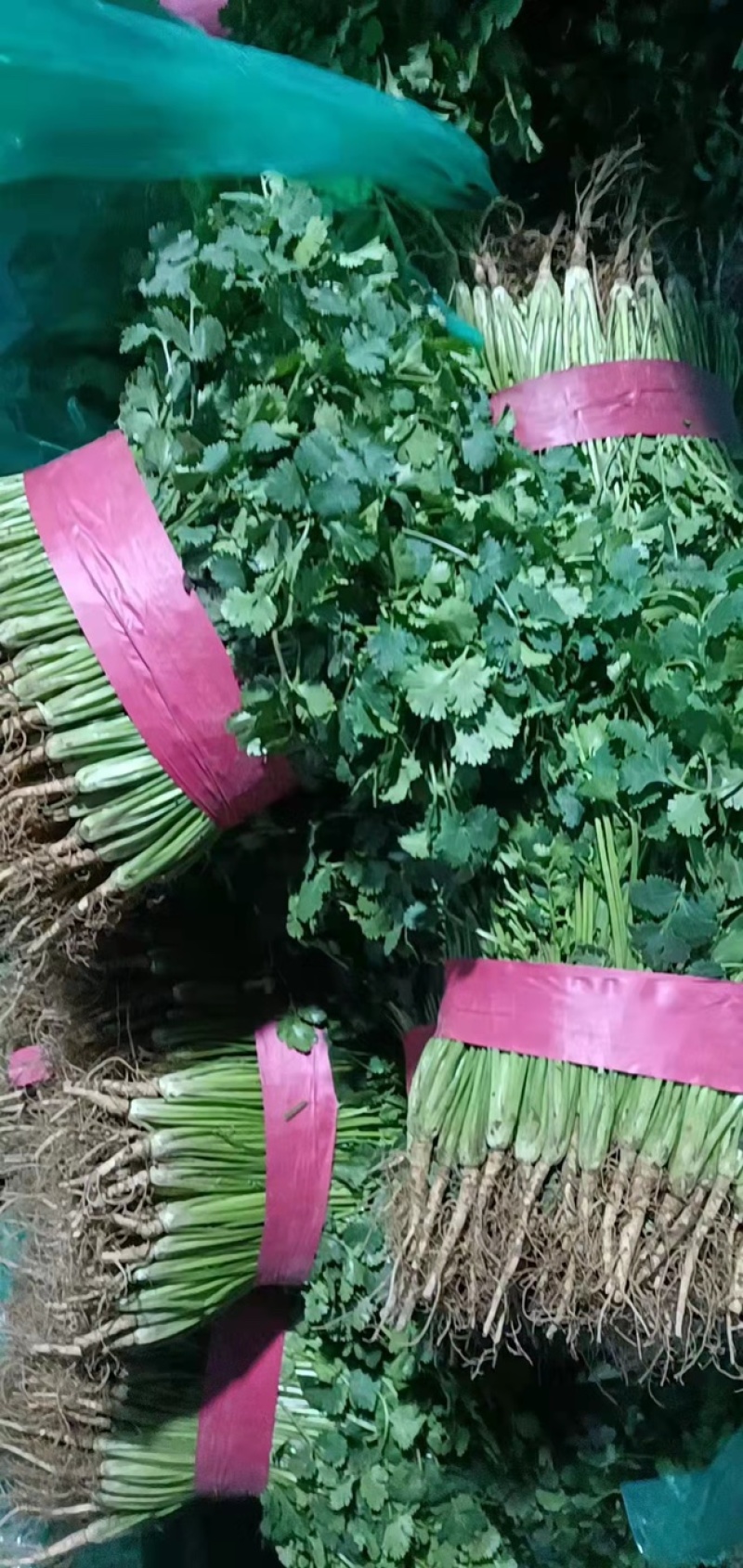 《香菜芫荽》大量供应产地批发货源充足代发全国