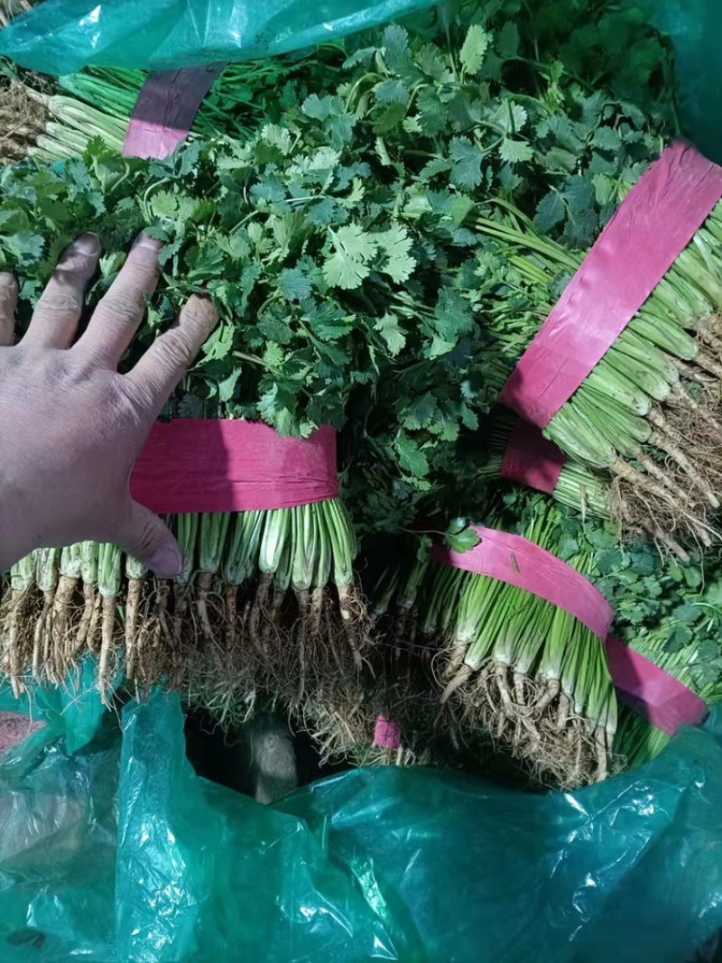 《香菜芫荽》大量供应产地批发货源充足代发全国