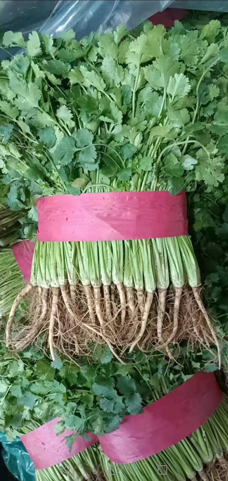《香菜芫荽》大量供应产地批发货源充足代发全国