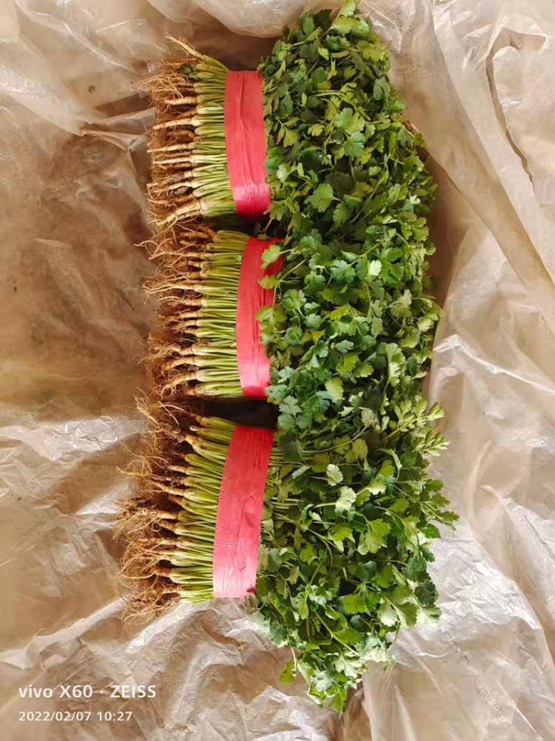 《香菜芫荽》大量供应产地批发货源充足代发全国
